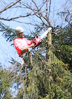 elagage d'arbres